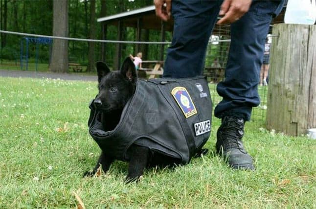 polis köpekleri