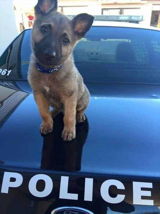 polis köpekleri