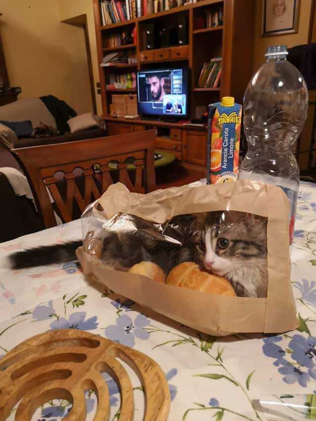 Kedilerin Komik Fotoğrafları